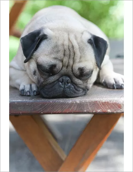 A young pug is dozing on a wooden bench