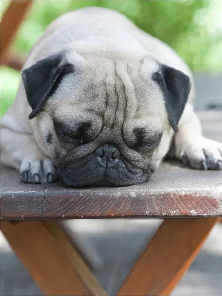 A young pug is dozing on a wooden bench