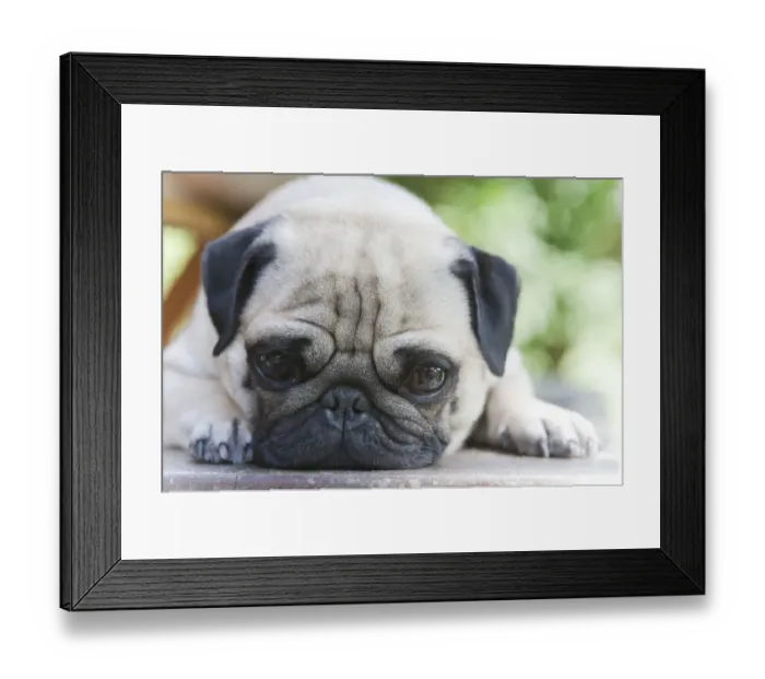 Framed Print : A young pug is dozing on a wooden bench Framed Print : A young pug is dozing on a wooden bench