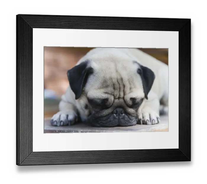 Framed Print : A young pug is dozing on a wooden bench Framed Print : A young pug is dozing on a wooden bench