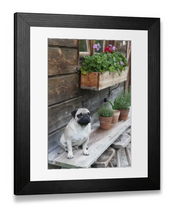Framed Print : A pug sitting on a bench outside an alpine hut