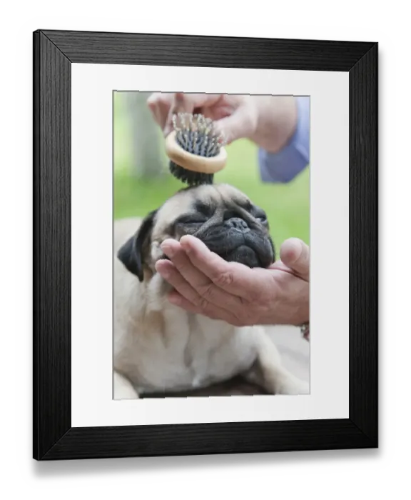 Framed Print : A pug is combed with a brush by its owner, outdoor Framed Print : A pug is combed with a brush by its owner, outdoor