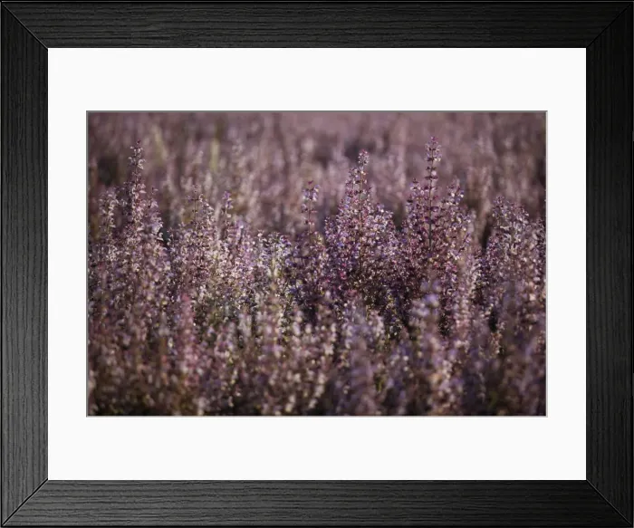 Framed Print : Sage (Salvia spp. ), Plateau de Valensole, DAzA partement Alpes-de-Haute-Provence, France, Europe Framed Print : Sage (Salvia spp. ), Plateau de Valensole, DAzA partement Alpes-de-Haute-Provence, France, Europe
