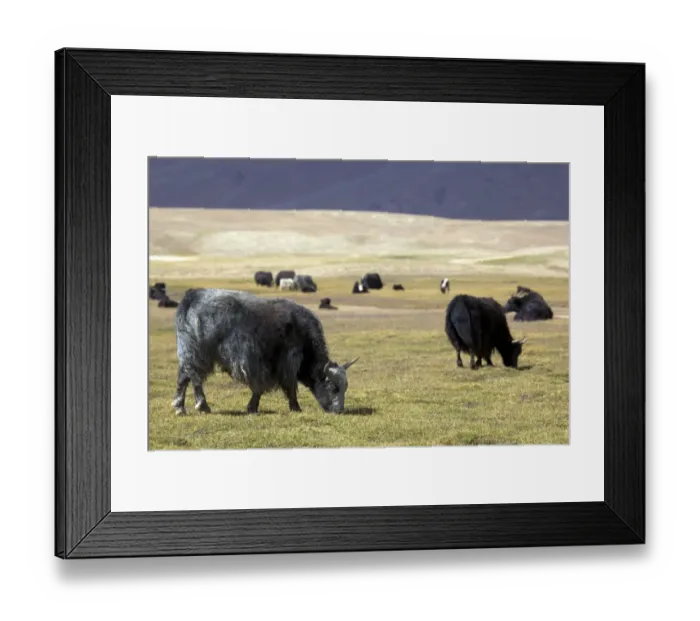 Framed Print : Yaks (Bos mutus), Pamir, Tajikistan, Central Asia Framed Print : Yaks (Bos mutus), Pamir, Tajikistan, Central Asia
