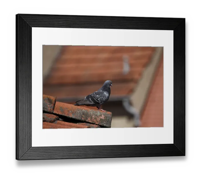 Framed Print : Pigeon on a roof Framed Print : Pigeon on a roof