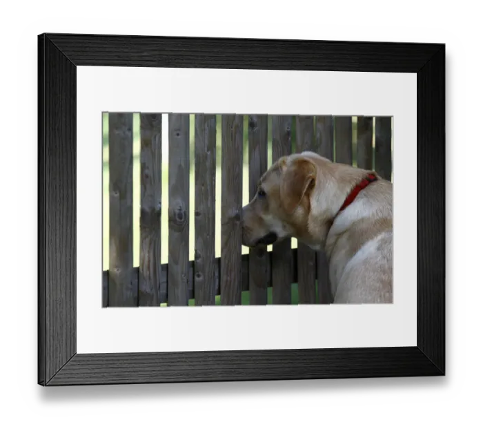 Framed Print : Labrador Retriever looking through a fence Framed Print : Labrador Retriever looking through a fence