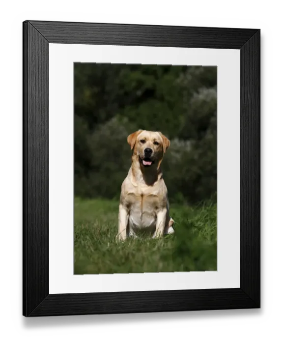 Framed Print : Labrador Retriever on a meadow Framed Print : Labrador Retriever on a meadow