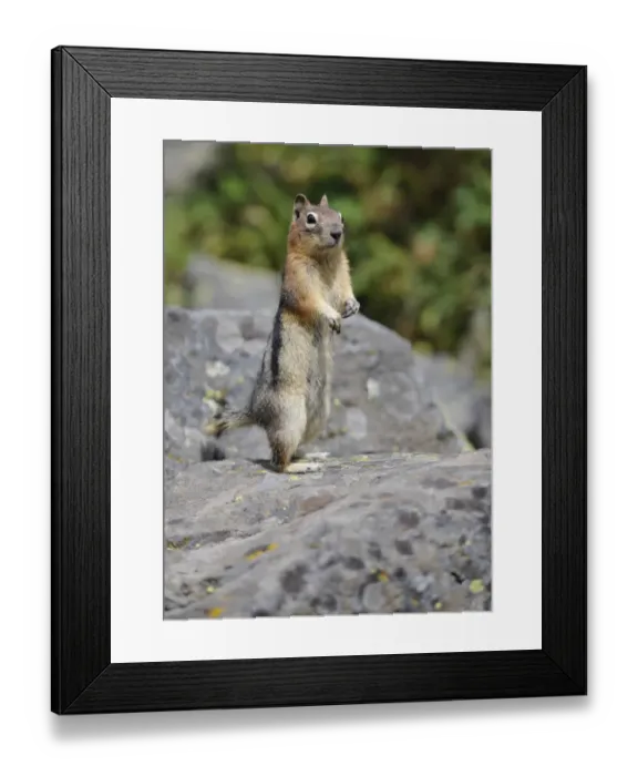 Framed Print : Golden-mantled Ground Squirrel (Spermophilus lateralis) begging for food, Banff National Park, Canadian Rockies, Alberta, Canada Framed Print : Golden-mantled Ground Squirrel (Spermophilus lateralis) begging for food, Banff National Park, Canadian Rockies, Alberta, Canada