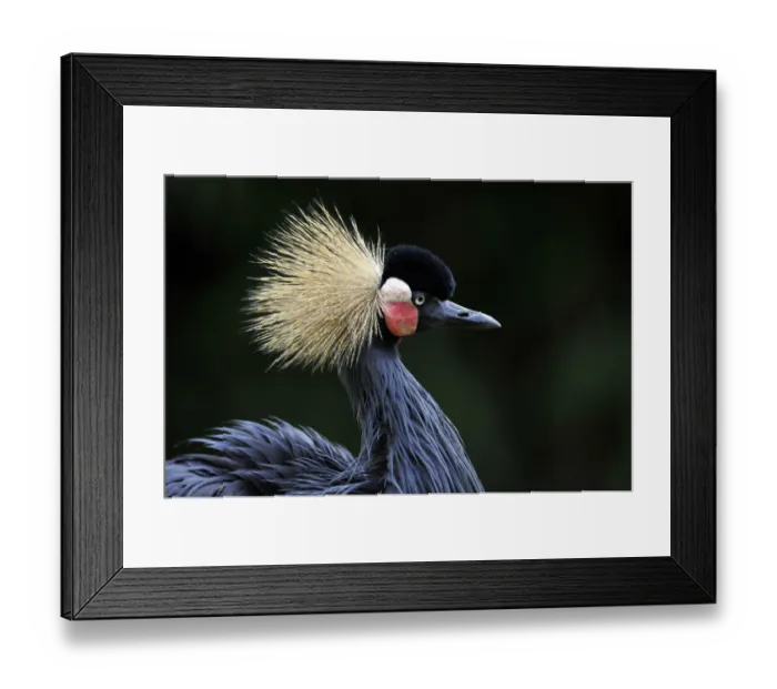 Framed Print : Grey-necked crowned crane (Balearica regulorum) Framed Print : Grey-necked crowned crane (Balearica regulorum)