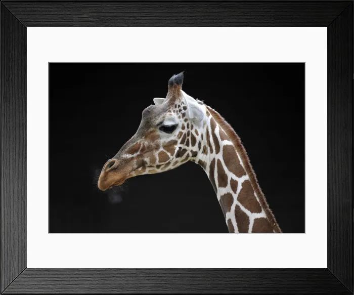 Framed Print : Reticulated giraffe (Giraffa camelopardalis reticulata), portrait Framed Print : Reticulated giraffe (Giraffa camelopardalis reticulata), portrait