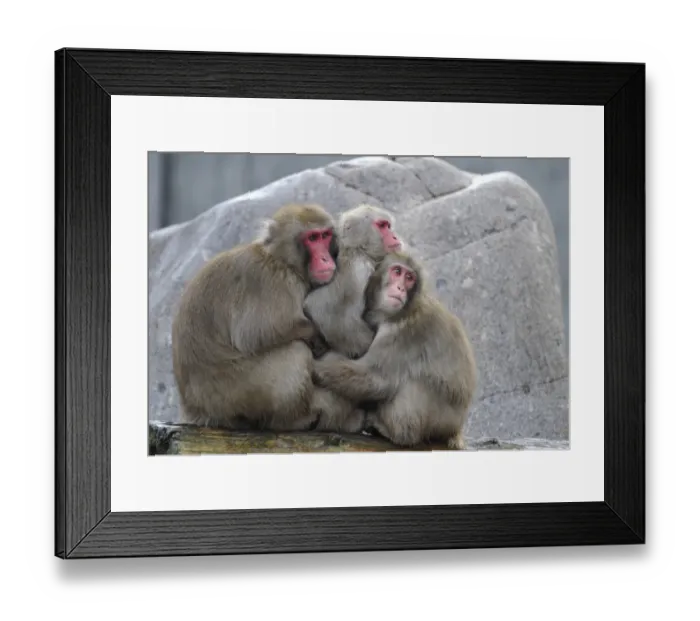Framed Print : Japanese Macaques or Snow Monkeys (Macaca fuscata) warming each other Framed Print : Japanese Macaques or Snow Monkeys (Macaca fuscata) warming each other