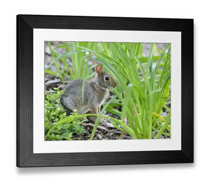 Framed Print : Cottontail rabbit (Sylvilagus), leveret, hiding among tufts of grass, Chicago, Illinois, United States of America, USA Framed Print : Cottontail rabbit (Sylvilagus), leveret, hiding among tufts of grass, Chicago, Illinois, United States of America, USA