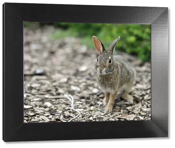 Cottontail rabbit (Sylvilagus), leveret, with ticks on its mouth, Chicago, Illinois, United States of America, USA