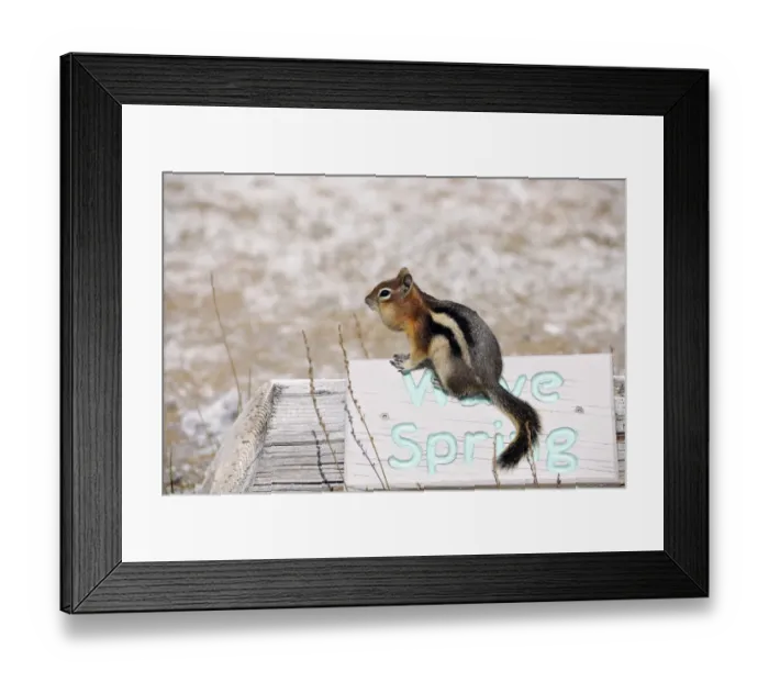 Framed Print : Golden-mantled ground squirrel (Spermophilus lateralis, Callospermophilus lateralis) sitting on a sign at the Wave Spring Geyser, Yellowstone National Park, Wyoming, United States of America, USA Framed Print : Golden-mantled ground squirrel (Spermophilus lateralis, Callospermophilus lateralis) sitting on a sign at the Wave Spring Geyser, Yellowstone National Park, Wyoming, United States of America, USA