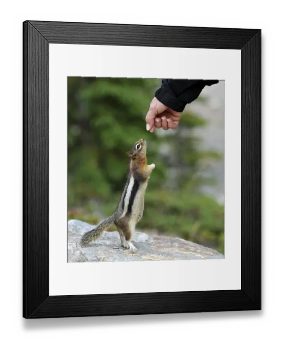 Framed Print : Golden-mantled ground squirrel (Spermophilus lateralis, Callospermophilus lateralis) begging for food, Banff National Park, Canadian Rockies, Alberta, Canada Framed Print : Golden-mantled ground squirrel (Spermophilus lateralis, Callospermophilus lateralis) begging for food, Banff National Park, Canadian Rockies, Alberta, Canada