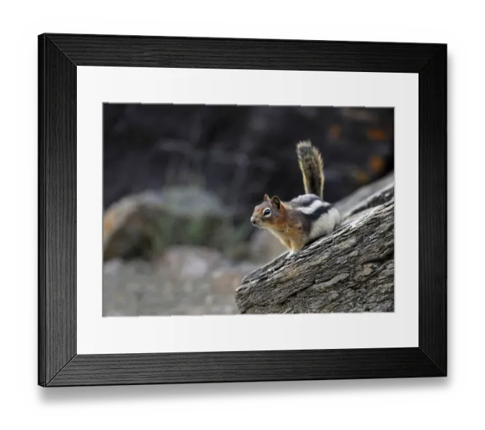 Framed Print : Golden-mantled ground squirrel (Spermophilus lateralis, Callospermophilus lateralis), Yellowstone National Park, Wyoming, United States of America, USA Framed Print : Golden-mantled ground squirrel (Spermophilus lateralis, Callospermophilus lateralis), Yellowstone National Park, Wyoming, United States of America, USA