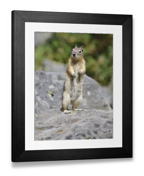Framed Print : Golden-mantled ground squirrel (Spermophilus lateralis, Callospermophilus lateralis) sitting up and begging, Banff National Park, Canadian Rockies, Alberta, Canada Framed Print : Golden-mantled ground squirrel (Spermophilus lateralis, Callospermophilus lateralis) sitting up and begging, Banff National Park, Canadian Rockies, Alberta, Canada