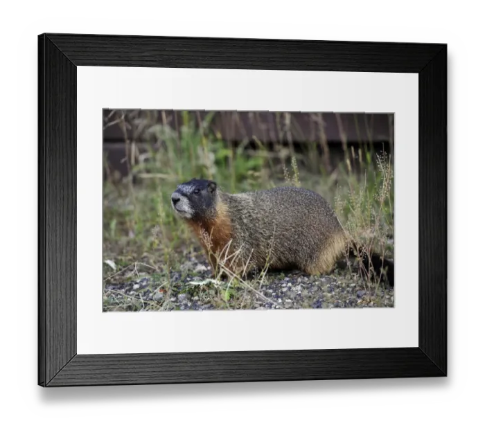 Framed Print : Yellow-bellied marmot (Marmota flaviventris) also known as rock chuck, sitting in front of its burrow, Yellowstone National Park, Wyoming, United States of America, USA Framed Print : Yellow-bellied marmot (Marmota flaviventris) also known as rock chuck, sitting in front of its burrow, Yellowstone National Park, Wyoming, United States of America, USA