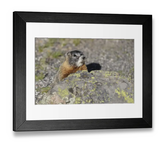 Framed Print : Yellow-bellied marmot (Marmota flaviventris) also known as rock chuck, hiding behind a stone, Yellowstone National Park, Wyoming, United States of America, USA