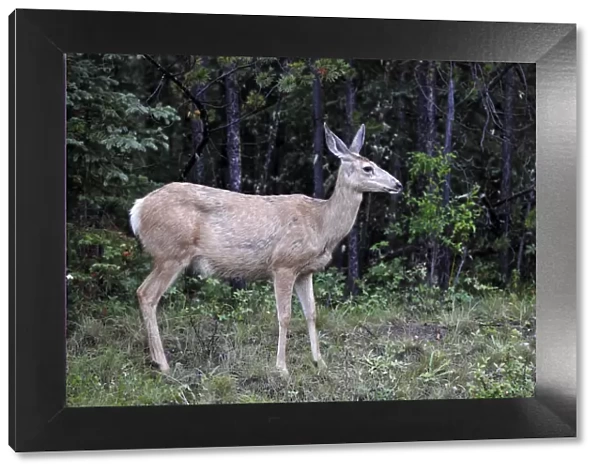 Mule deer (Odocoileus hemionus), doe, Jasper National Park, Canadian Rockies, Alberta, Canada