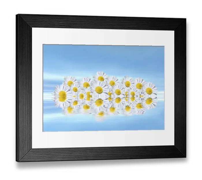 Framed Print : Daisies on water, mirroring, 3D graphics Framed Print : Daisies on water, mirroring, 3D graphics