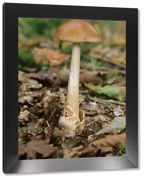 Tawny Grisette or Orange-brown Ringless Amanita (Amanita fulva) mushroom