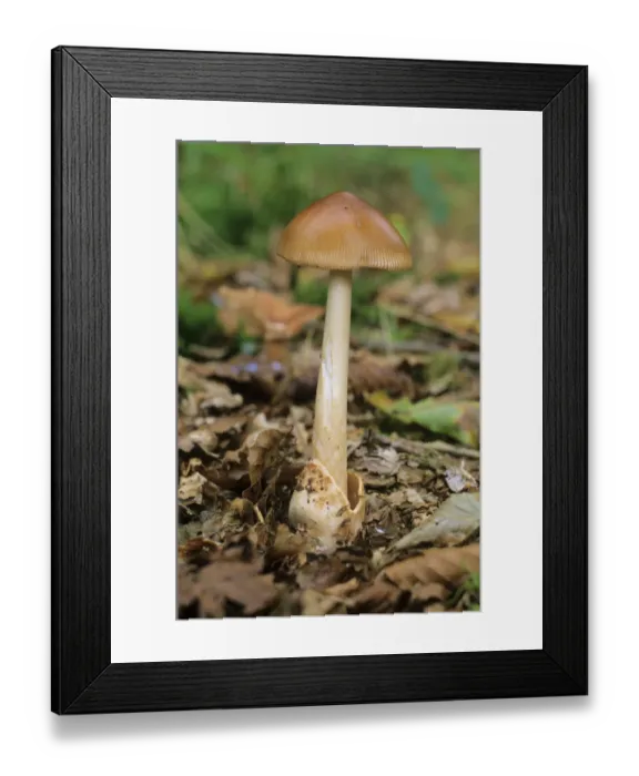 Framed Print : Tawny Grisette or Orange-brown Ringless Amanita (Amanita fulva) mushroom