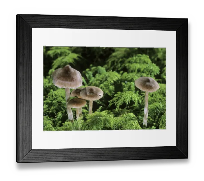 Framed Print : Webcap (Cortinarius sp. ) mushroom