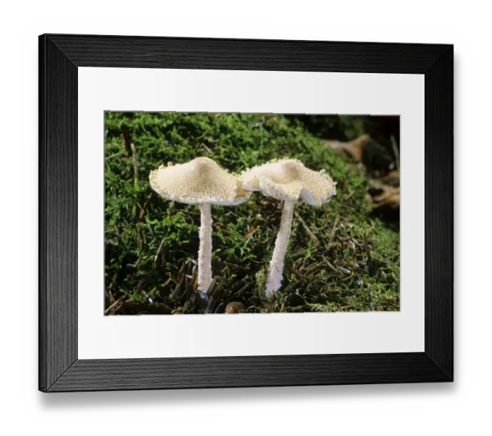 Framed Print : Shield Dapperling (Lepiota clypeolaria) mushroom Framed Print : Shield Dapperling (Lepiota clypeolaria) mushroom