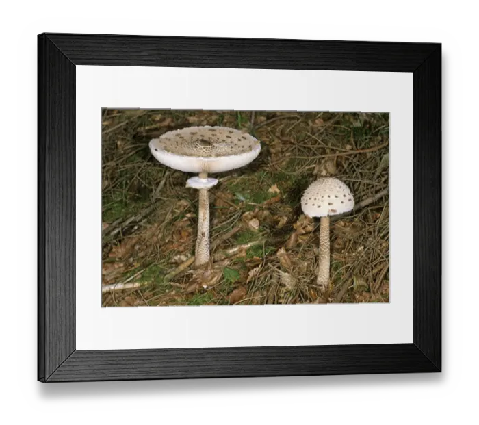 Framed Print : Parasol Mushroom (Macrolepiota procera) Framed Print : Parasol Mushroom (Macrolepiota procera)