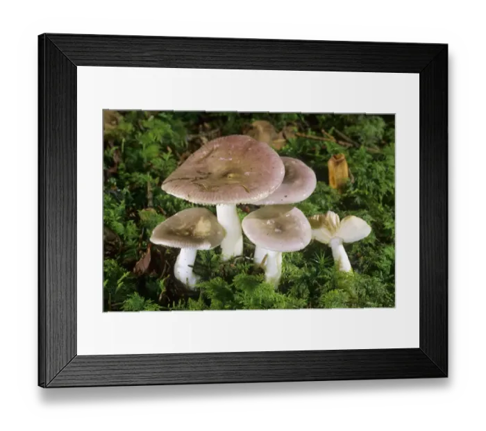 Framed Print : Fragile Brittlegill (Russula fragilis) mushroom Framed Print : Fragile Brittlegill (Russula fragilis) mushroom