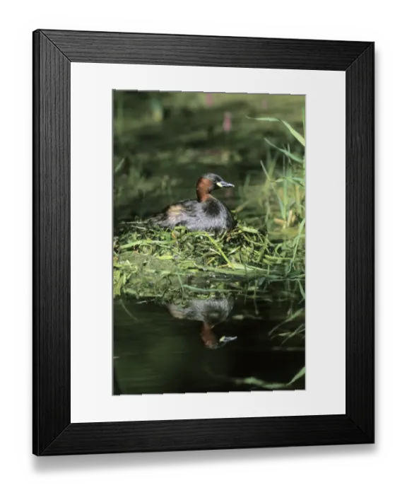 Framed Print : Little Grebe (Tachybaptus ruficollis) Framed Print : Little Grebe (Tachybaptus ruficollis)