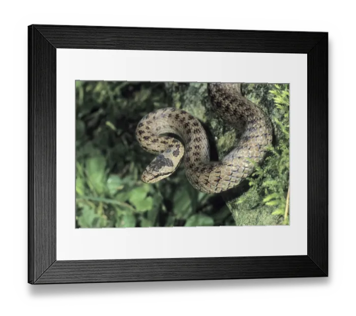 Framed Print : Smooth Snake (Coronella austriaca)