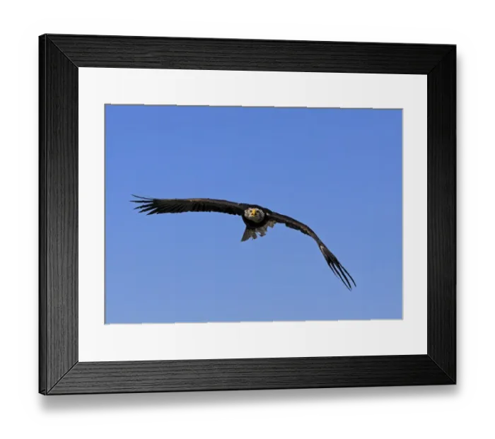 Framed Print : Two Red-billed Tropicbirds or Boatswain Birds -Phaeton aethereus- in flight, Isla Genovesa, Galapagos Islands Framed Print : Two Red-billed Tropicbirds or Boatswain Birds -Phaeton aethereus- in flight, Isla Genovesa, Galapagos Islands