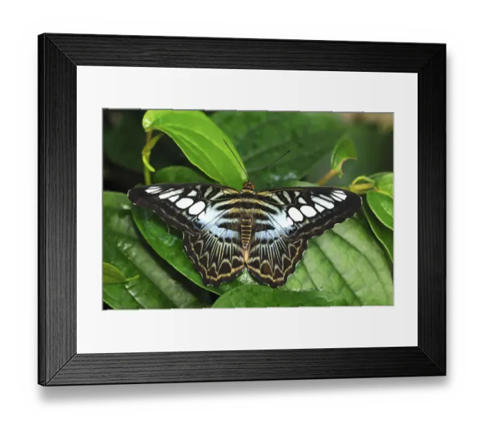 Framed Print : Blue Clipper (Parthenos sylvia), Asia