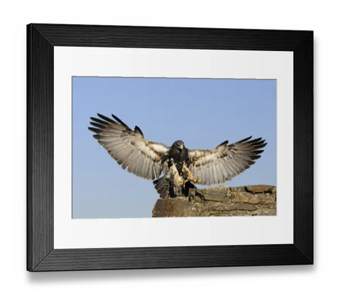 Framed Print : Black-chested Buzzard-eagle (Geranoaetus melanoleucus), landing Framed Print : Black-chested Buzzard-eagle (Geranoaetus melanoleucus), landing