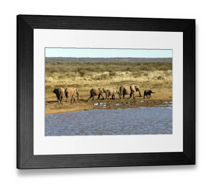 Framed Print : Herd of African Bush Elephants (Loxodonta africana) drinking at a waterhole, Madikwe Game Reserve, South Africa, Africa Framed Print : Herd of African Bush Elephants (Loxodonta africana) drinking at a waterhole, Madikwe Game Reserve, South Africa, Africa