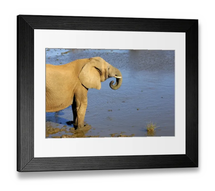 Framed Print : African Bush Elephant (Loxodonta africana) drinking at a waterhole, Madikwe Game Reserve, South Africa, Africa Framed Print : African Bush Elephant (Loxodonta africana) drinking at a waterhole, Madikwe Game Reserve, South Africa, Africa