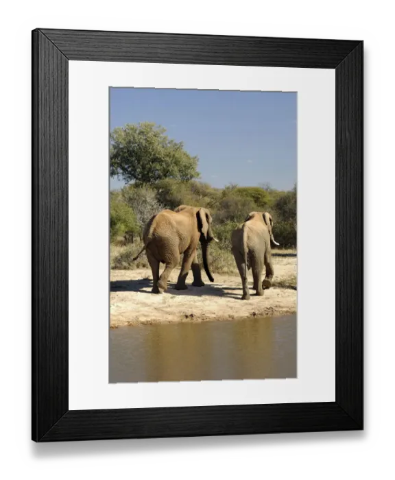 Framed Print : African Bush Elephants (Loxodonta africana) returning from a waterhole back into the bush, Madikwe Game Reserve, South Africa, Africa Framed Print : African Bush Elephants (Loxodonta africana) returning from a waterhole back into the bush, Madikwe Game Reserve, South Africa, Africa