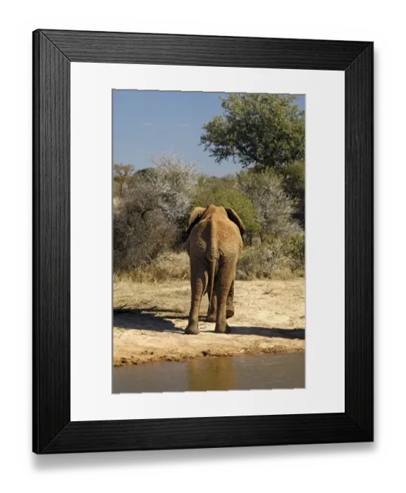 Framed Print : African Bush Elephant (Loxodonta africana) returning from a waterhole back into the bush, Madikwe Game Reserve, South Africa, Africa Framed Print : African Bush Elephant (Loxodonta africana) returning from a waterhole back into the bush, Madikwe Game Reserve, South Africa, Africa