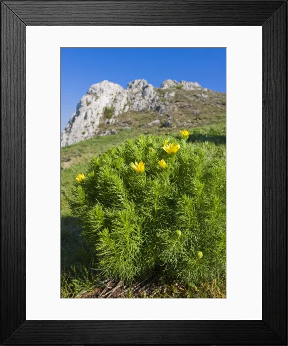 Framed Print : Spring Pheasants Eye, False Hellebore, Ox-Eye, Oxeye, Oxeye Daisy, Pheasant-eye, Pheasant s-Eye, Pheasants Eye, Spring Adonis, Sweet Vernal, Vernal Pheasants Eye, Yellow pheasants eye, Yellow Pheasants Eye (Adonis vernalis, Adonanthe vernalis, Chrysoc Framed Print : Spring Pheasants Eye, False Hellebore, Ox-Eye, Oxeye, Oxeye Daisy, Pheasant-eye, Pheasant s-Eye, Pheasants Eye, Spring Adonis, Sweet Vernal, Vernal Pheasants Eye, Yellow pheasants eye, Yellow Pheasants Eye (Adonis vernalis, Adonanthe vernalis, Chrysoc