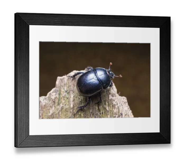 Framed Print : Dor beetle (Anoplotrupes stercorosus, Geotrupes amoethysticus, Geotrupes erythropterus, Geotrupes fauconneti, Geotrupes inaequalis, Geotrupes juvenilis, Geotrupes monticola, Geotrupes nigrinus, Geotrupes picipennis, Geotrupes prusicus, Geotrupes rugosissim Framed Print : Dor beetle (Anoplotrupes stercorosus, Geotrupes amoethysticus, Geotrupes erythropterus, Geotrupes fauconneti, Geotrupes inaequalis, Geotrupes juvenilis, Geotrupes monticola, Geotrupes nigrinus, Geotrupes picipennis, Geotrupes prusicus, Geotrupes rugosissim