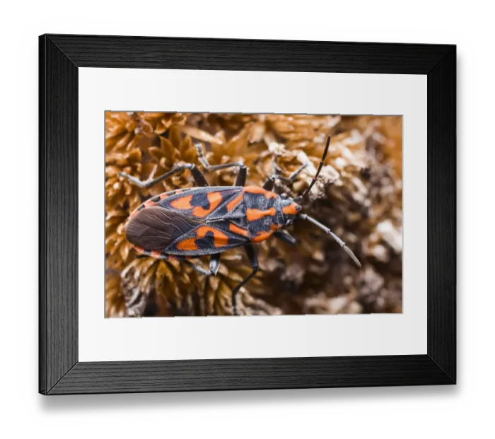 Framed Print : Cretan Soldier Beetle (Spilostethus saxatilis) Framed Print : Cretan Soldier Beetle (Spilostethus saxatilis)