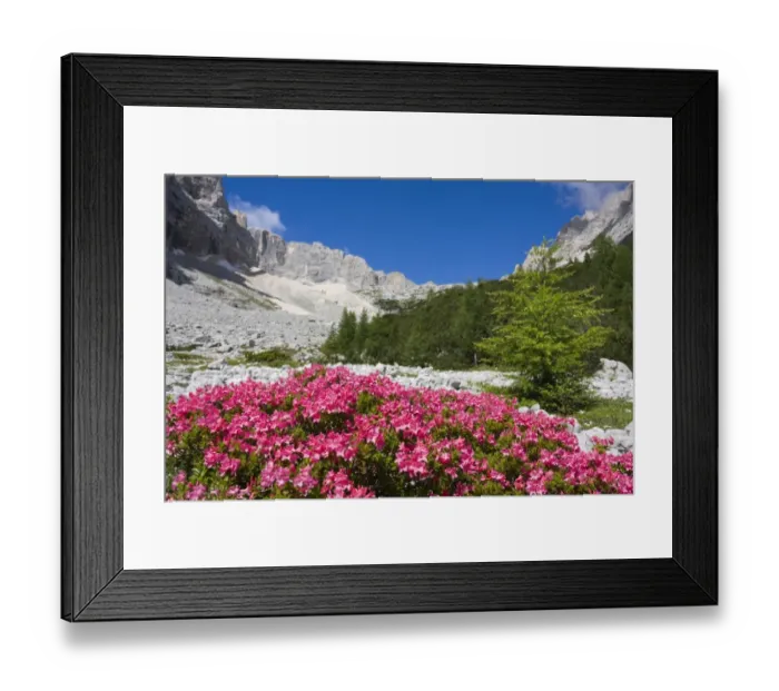 Framed Print : Rhododendrons, Garland Rhododendron, Hairy Alpine-rose, Alpen Rose, Alpine Rose, Alpenrose, Snow-rose (Rhododendron hirsutum) near Sorapis Lake, Gruppo del Sorapiss, Dolomites, Alto Adige, South Tirol, Alps, Italy, Europe Framed Print : Rhododendrons, Garland Rhododendron, Hairy Alpine-rose, Alpen Rose, Alpine Rose, Alpenrose, Snow-rose (Rhododendron hirsutum) near Sorapis Lake, Gruppo del Sorapiss, Dolomites, Alto Adige, South Tirol, Alps, Italy, Europe
