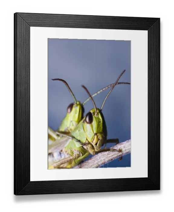 Framed Print : Locusts (Chorthippus montanus) mating Framed Print : Locusts (Chorthippus montanus) mating