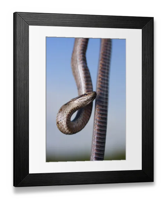 Framed Print : Smooth snake (Coronella austriaca) Framed Print : Smooth snake (Coronella austriaca)
