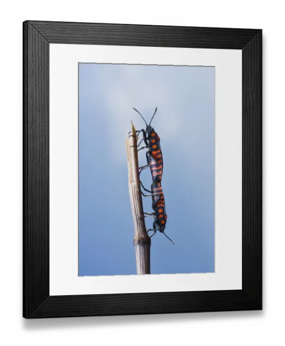Framed Print : Cretan Soldier Beetle (Spilostethus saxatilis) Framed Print : Cretan Soldier Beetle (Spilostethus saxatilis)