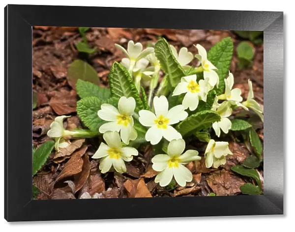 Double English Primrose, Common Primrose, English Primrose (Primula vulgaris)