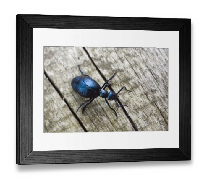 Framed Print : Violet Oil-Beetle (Meloe violaceus) Framed Print : Violet Oil-Beetle (Meloe violaceus)