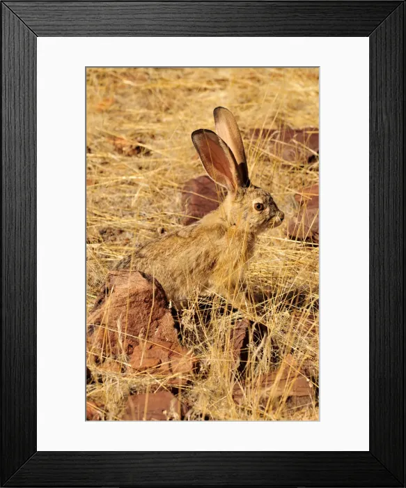 Framed Print : Scrub Hare (Lepus saxatilis), Mik Mountains, Damaraland, Namibia, Africa Framed Print : Scrub Hare (Lepus saxatilis), Mik Mountains, Damaraland, Namibia, Africa